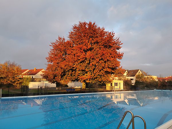 Die Buche im Freibad Bruchköbel