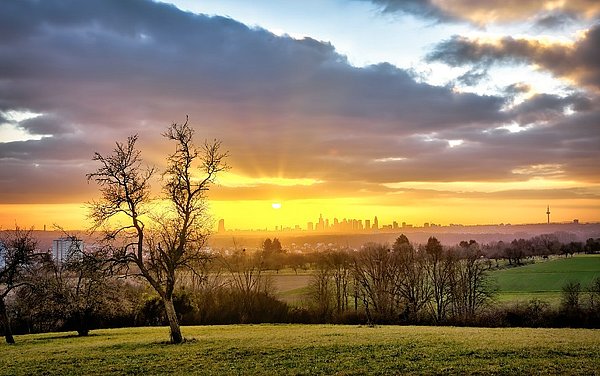 Foto Feld und Frankfurter Skyline