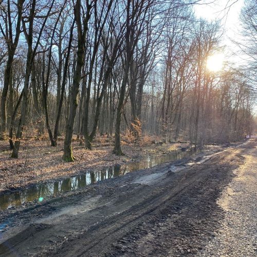 Waldweg